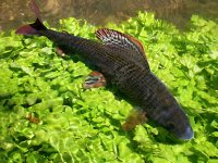 Lov lipana podhornho na umlou muku