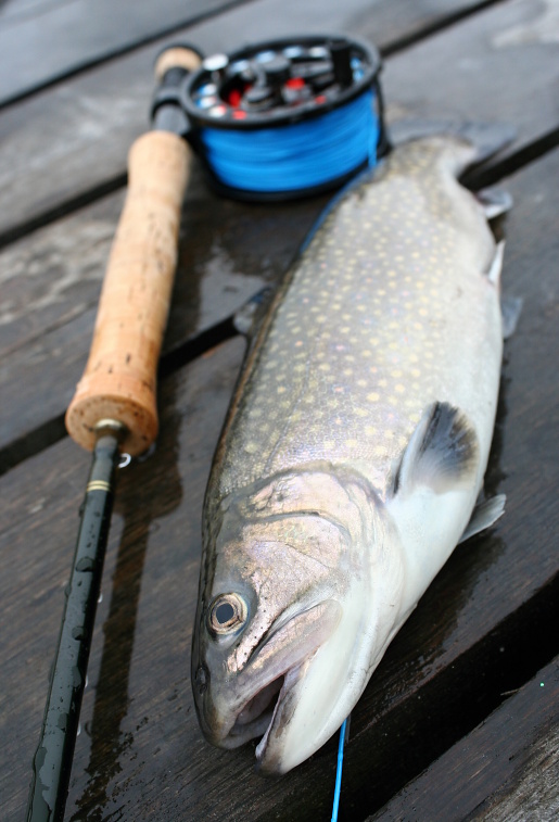 P�kn� siven ze soukrom� stojat� vody skv�le poslou�� jako v�born� �erstv� ve�e�e pro m� promrzl� t�lo! :-) V zim� hledejte ryby na stojat�ch vod�ch hlavn� bl�e dna a nezapome�te p�izp�sobit o�ivov�n� mu�ek zpomalen�mu ryb�mu metabolismu!