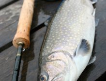 Pěkný siven ze soukromé stojaté vody skvěle poslouží jako výborná čerstvá večeře pro mé promrzlé tělo! :-) V zimě hledejte ryby na stojatých vodách hlavně blíže dna a nezapomeňte přizpůsobit oživování mušek zpomalenému rybímu metabolismu!