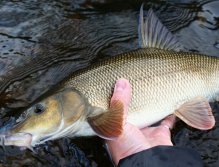 Královna řeky pózuje pro poslední fotku těsně před jejím navrácením zpět! Parmy jsou velice bojovné říční ryby, pokud je lovíte cíleně, používejte tvrdší muškařké pruty, ať ryby příliš neunavujete zdoláváním na lehkém vybavení!