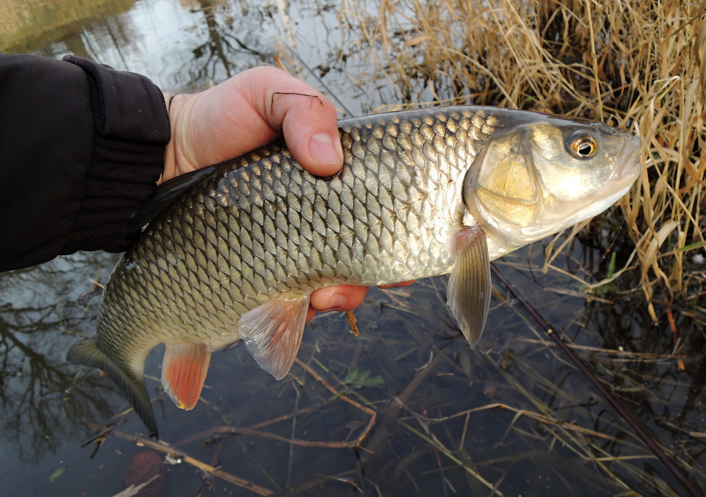 Posledn� chv�le p�ed koncem roku vyu��v�m i k lovu drav�ch ryb na streamer. V tento �as m��ete s �sp�chem lovit okouny, �tiky, cand�ty ale i takov�to p�kn� tlou�t�, kte�� bez probl�m� za�to�� i na men�� �tikov� streamer imituj�c� poran�nou rybi�ku.