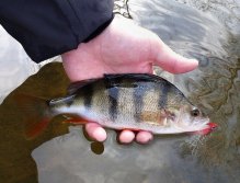 Okouni bývají rovněž častým úlovkem během zimních výprav! Jedná se o krásné dravé ryby, které můžete lovit s největší efektivitou na různé druhy rybičkových streamerů. Tento pěkně vypasený kousek neodolal klišé jako je RH!