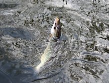 Tmavší okounový streamer vyprovokoval v nadjezí menší zato krásně vybarvenou štiku. Rychlá fotka ve vodě a následné vyháčkování je ideálním přístupem u takovýchto menších ryb.