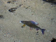 Stejně jako pohled na podvodní boj nádherného lipana ve skvělé kondici. V případě dobrých světelných podmínek a opravdu čiré vody můžete často sledovat ryby na dně řeky a lovit tzv. "na oko" i v pokročilém zimním období!