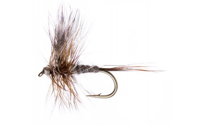 Adams Adams, vel. 16