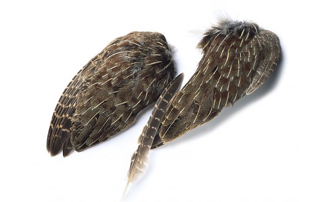 Anglick koroptev cel kdlo Veniard English Partridge Whole Wings Anglick koroptev cel kdlo Veniard English Partridge Whole Wings 