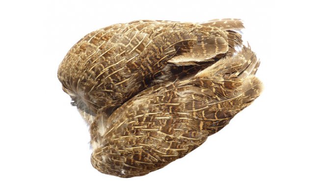 Anglick� koroptev Tommi-Fly cel� k��dla Anglick� koroptev Tommi-Fly cel� k��dla