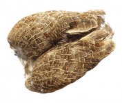 Anglická koroptev Tommi-Fly celá křídla