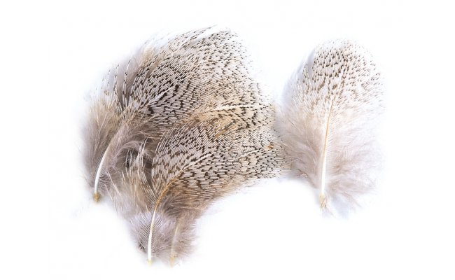 Anglick koroptev Veniard English Partridge Grey Flank Hackles Anglick koroptev Veniard English Partridge Grey Flank Hackles prodn