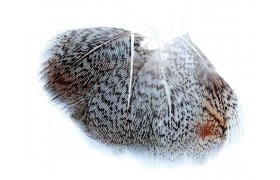 Anglick� koroptev Veniard English Partridge Grey Neck Hackles Natural & Dyed Anglick� koroptev Veniard English Partridge Grey Neck Hackles p��rodn�