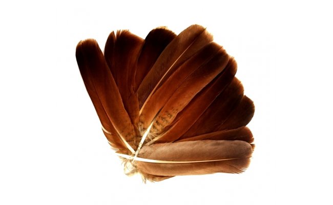 Anglick� koroptev Veniard English Partridge Plain Cinnamon Brown Tails Anglick� koroptev Veniard English Partridge Plain Cinnamon Brown Tails