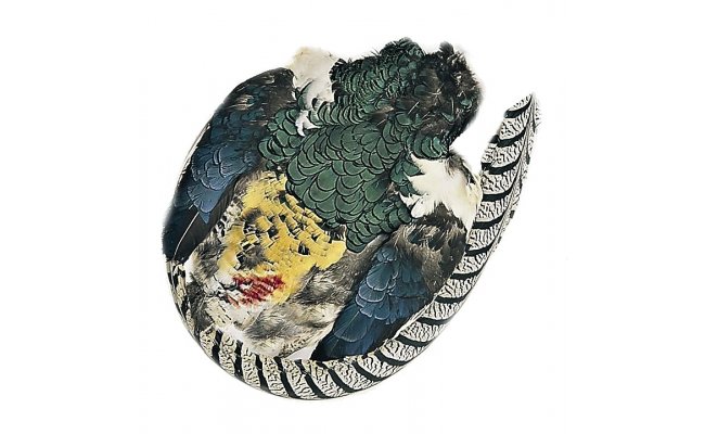 Baant diamantov Veniard Amherst Pheasant Body Skin Baant diamantov Veniard Amherst Pheasant Body Skin 