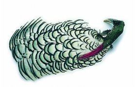 Baant diamantov Veniard Amherst Pheasa ... Baant diamantov Veniard Amherst Pheasant Complete Head Kvalita 1 - prodn