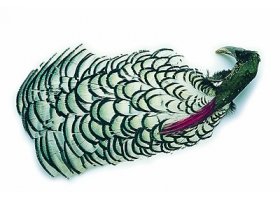 Ba�ant diamantov� Veniard Amherst Pheasa ... Ba�ant diamantov� Veniard Amherst Pheasant Complete Head Kvalita 1 - p��rodn�