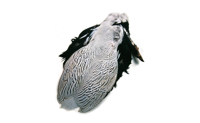 Baant stbrn Veniard Silver Pheasant Body Skin Baant stbrn Veniard Silver Pheasant Body Skin Kvalita 1
