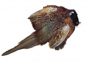 Ba�ant Veniard Pheasant Cock Ringneck ... Ba�ant Veniard Pheasant Cock Ringneck Complete Body Skin