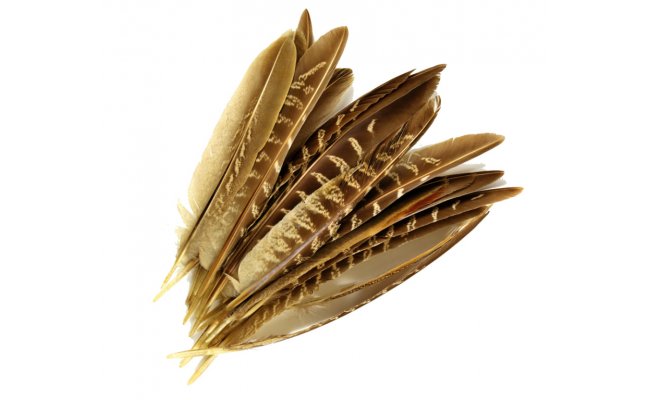 Ba�ant� letkov� pe�� Veniard Pheasant Cock Ringneck Wing Quills Ba�ant� letkov� pe�� Veniard Pheasant Cock Ringneck Wing Quills