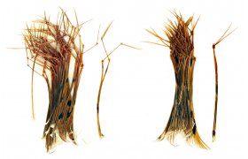 Baant noiky Veniard Pheasant Hopper & Daddy Legs Baant noiky Veniard Pheasant Hopper & Daddy Legs Daddy prodn