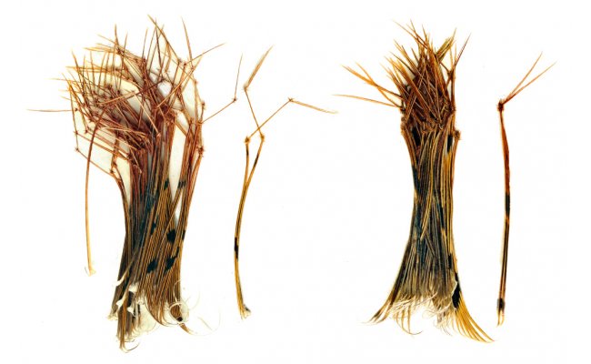 Baant noiky Veniard Pheasant Hopper & Daddy Legs Baant noiky Veniard Pheasant Hopper & Daddy Legs Daddy prodn