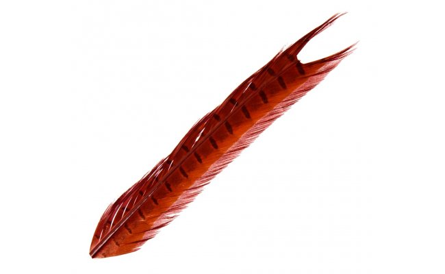 Baant ocas Veniard Pheasant Cock Ringneck Centre Tails Baant ocas Veniard Pheasant Cock Ringneck Centre Tails prodn