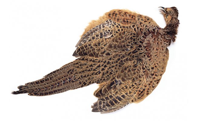 Ba�ant� slepice Veniard Pheasant Hen Ringneck Complete Body Skin Ba�ant� slepice Veniard Pheasant Hen Ringneck Complete Body Skin