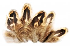 Baant slepice Veniard Pheasant Hen Ringneck Shoulder Feathers