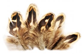 Baant slepice Veniard Pheasant Hen Ringneck Shoulder Feathers Baant slepice Veniard Pheasant Hen Ringneck Shoulder Feathers