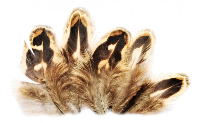 Baant slepice Veniard Pheasant Hen Ringneck Shoulder Feathers Baant slepice Veniard Pheasant Hen Ringneck Shoulder Feathers
