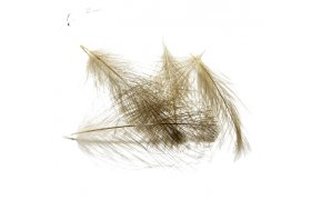 CDC pe Tommi-Fly CDC pe Tommi-Fly prodn