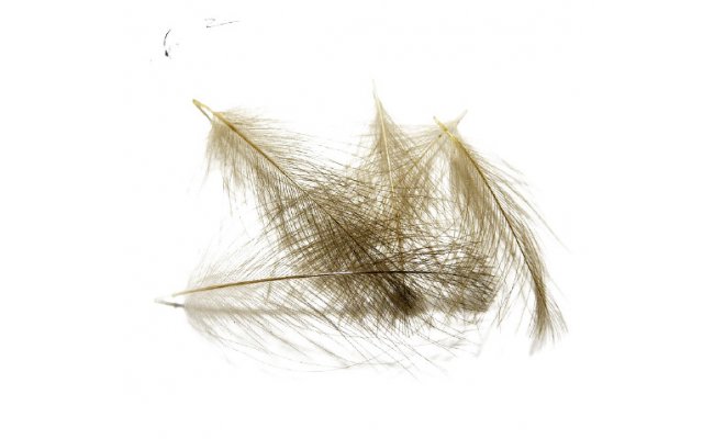 CDC pe Tommi-Fly CDC pe Tommi-Fly prodn