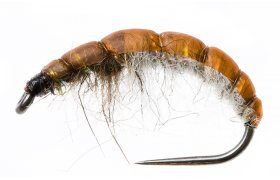 esk nymfa Slim Hydropsyche esk nymfa Slim Hydropsyche, vel. 10