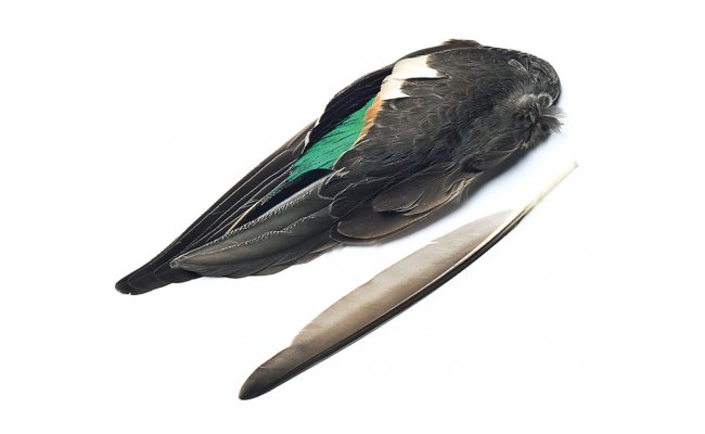 rka obecn cel kdlo Veniard Teal Duck Whole Wings rka obecn cel kdlo Veniard Teal Duck Whole Wings