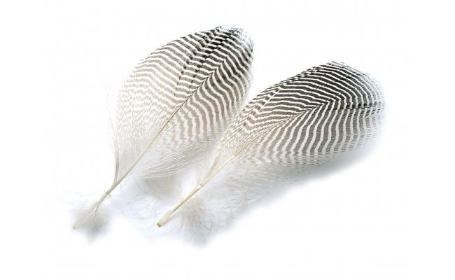 ��rka obecn� Veniard Teal Duck Flank Feathers ��rka obecn� Veniard Teal Duck Flank Feathers