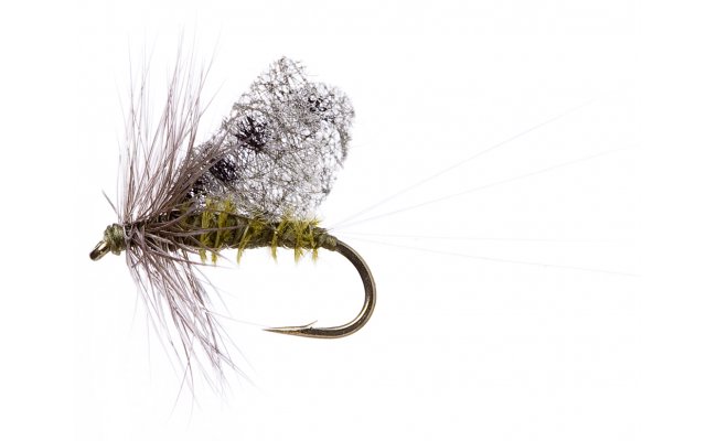 Cutwing BWO Cutwing BWO, vel. 16