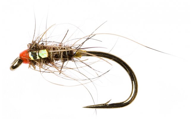 Drobn nymfa Zaje ouko se zlatm lkem Drobn nymfa Zaje ouko se zlatm lkem, vel. 12