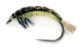 Edwardsova larva chrostka Hydropsyche mal Edwardsova larva chrostka Hydropsyche mal, vel. 12