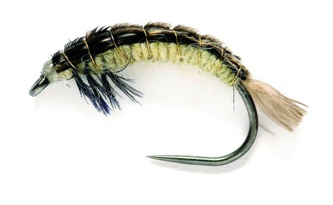 Edwardsova larva chrost�ka Hydropsyche mal� Edwardsova larva chrost�ka Hydropsyche mal�, vel. 12