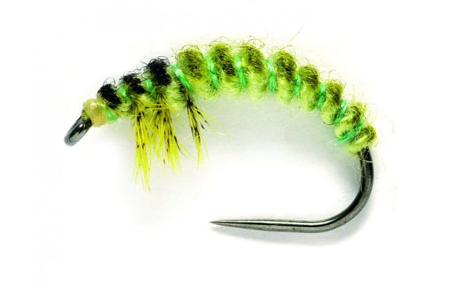 Edwardsova larva chrostka Ryacophila Edwardsova larva chrostka Ryacophila, vel. 12