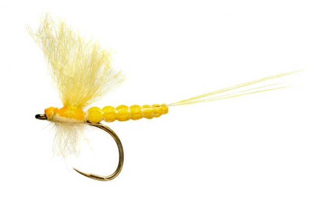 Edwardsova mjovka Mohyknka srov lut B/P Edwardsova mjovka Mohyknka srov lut B/P, vel. 14