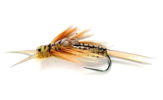 Edwardsova nymfa velk� po�vatky medov� zlat� Edwardsova nymfa velk� po�vatky medov� zlat�, vel. 8