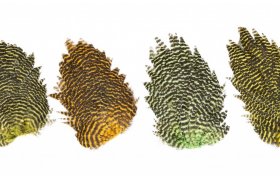 Genetick slepi sedla Veniard Genetic Hen Saddles Genetick slepi sedla Veniard Genetic Hen Saddles bl