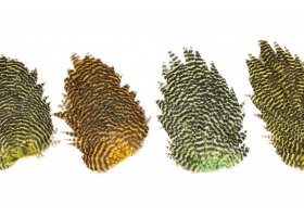 Genetick� slepi�� sedla Veniard Genetic ... Genetick� slepi�� sedla Veniard Genetic Hen Saddles b�l�