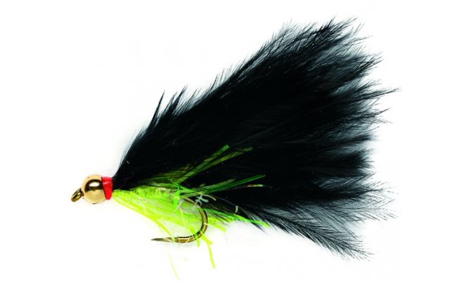 Gold Head Black Cat B/L Gold Head Black Cat B/L, vel. 10