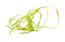 Hbtkov a tlkov stuha Tommi-Fly Shiny Back & Body Hbtkov a tlkov stuha Tommi-Fly Shiny Back & Body luto-zelen