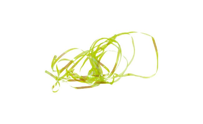 Hbtkov a tlkov stuha Tommi-Fly Shiny Back & Body Hbtkov a tlkov stuha Tommi-Fly Shiny Back & Body luto-zelen