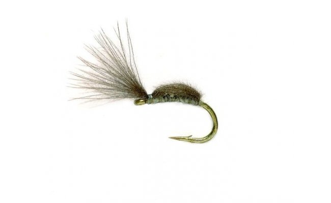 Hump Back Cul Hump Back Cul, vel. 20