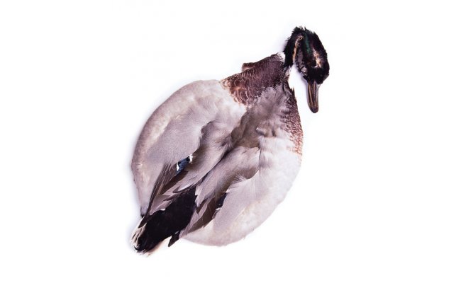 Kachna divok� cel� Veniard Mallard Duck Complete Body Skin Kachna divok� cel� Veniard Mallard Duck Complete Body Skin