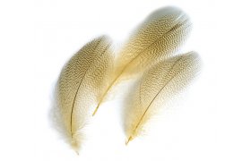 Kachna divok Veniard Mallard Duck Drake ... Kachna divok Veniard Mallard Duck Drake Grey Flank Mixed prodn