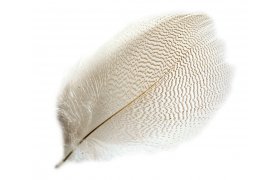 Kachna divok Veniard Mallard Duck Drake Grey Flank Selected Kachna divok Veniard Mallard Duck Drake Grey Flank Selected prodn S