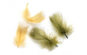 Kachna divok Veniard Mallard Duck Drake Round Breast Kachna divok Veniard Mallard Duck Drake Round Breast prodn